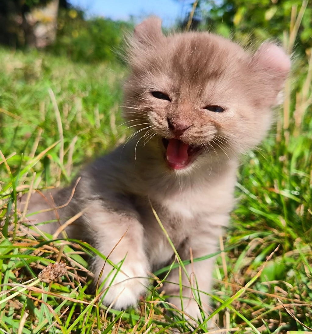 American curl poil long