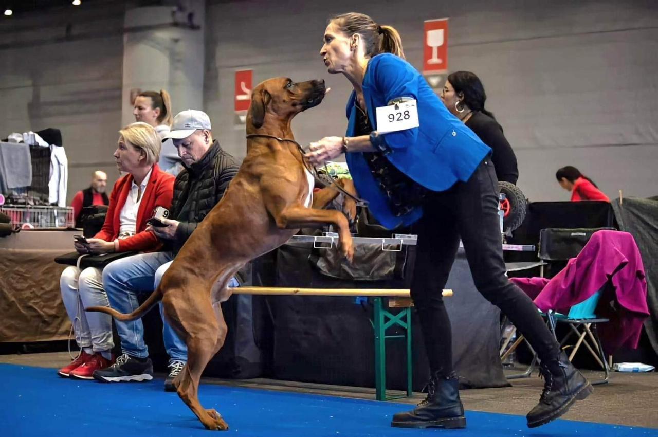 Rhodesian ridgeback