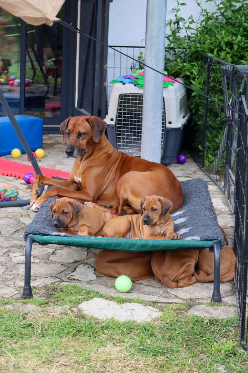 Rhodesian ridgeback