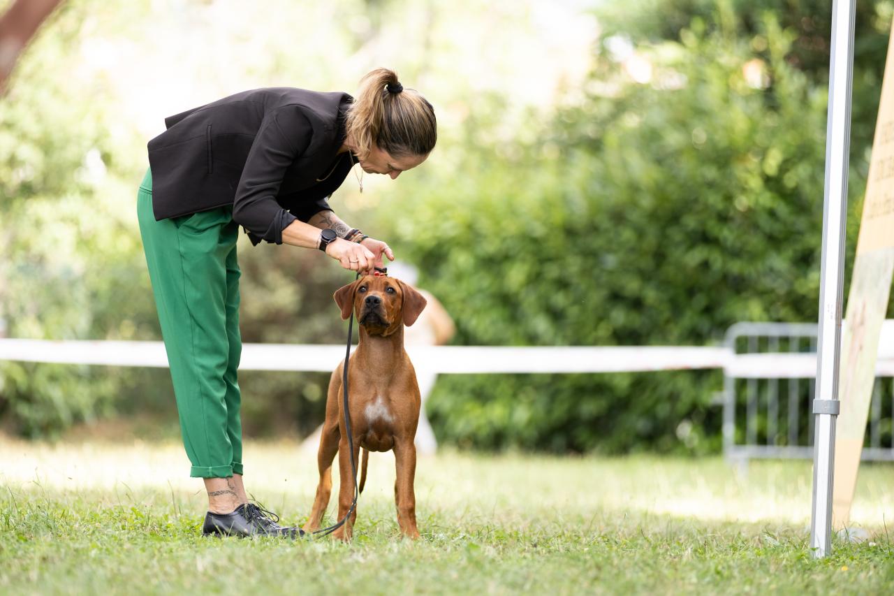 Rhodesian ridgeback