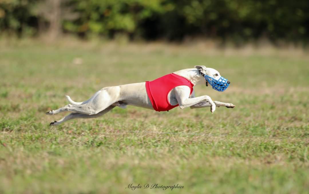 Whippet