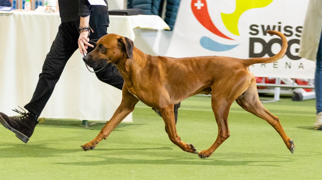 Rhodesian ridgeback