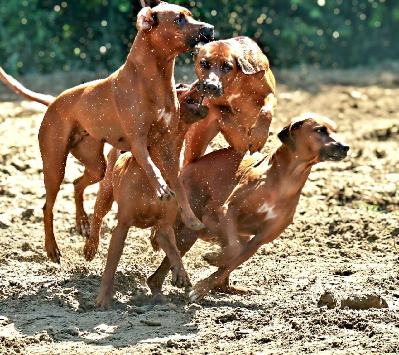 Rhodesian ridgeback