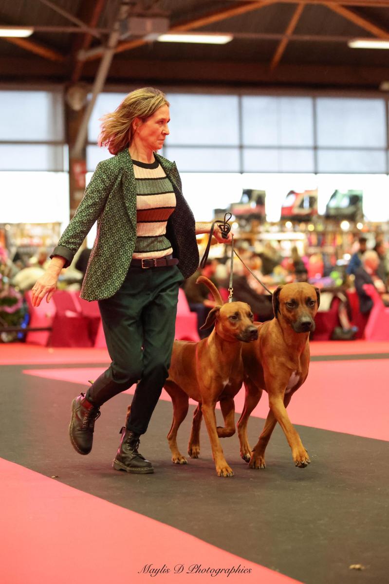 Rhodesian ridgeback