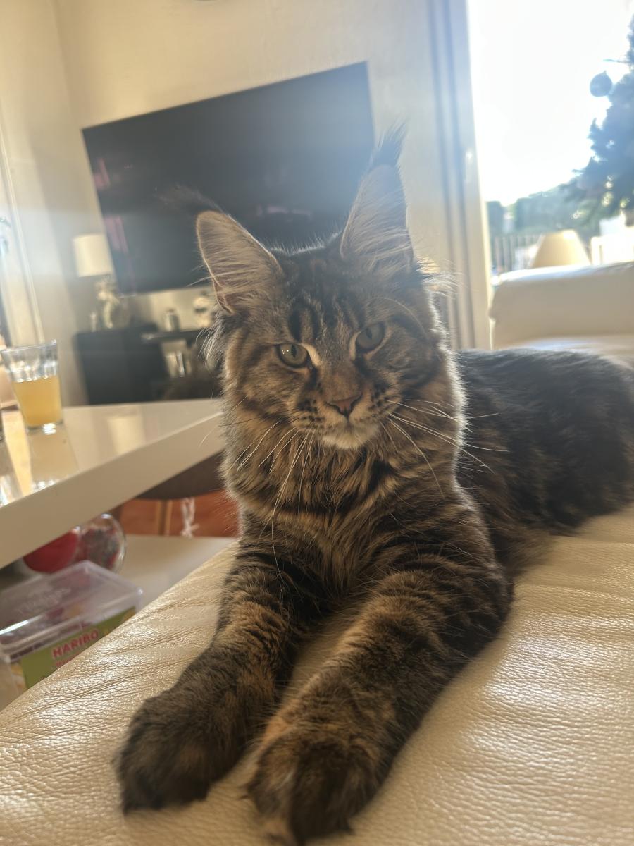 Maine coon