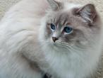 TYMOUSSE, Blue tabby mitted