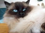 THOMEK Seal point mitted