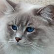 TYMOUSSE, Blue tabby mitted