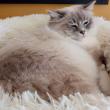 TYMOUSSE, Blue tabby mitted