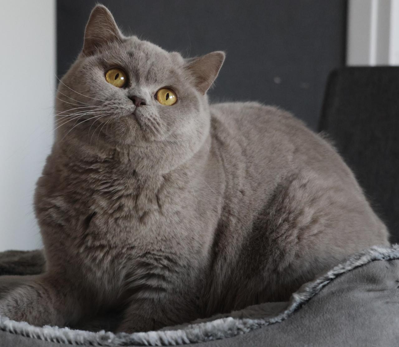 British shorthair