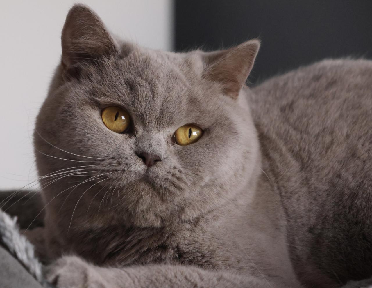 British shorthair