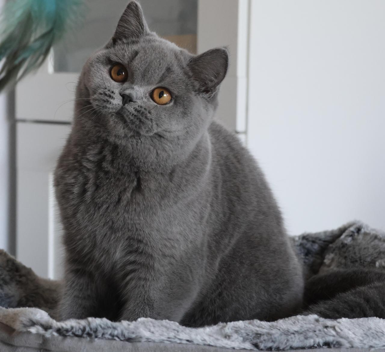 British shorthair