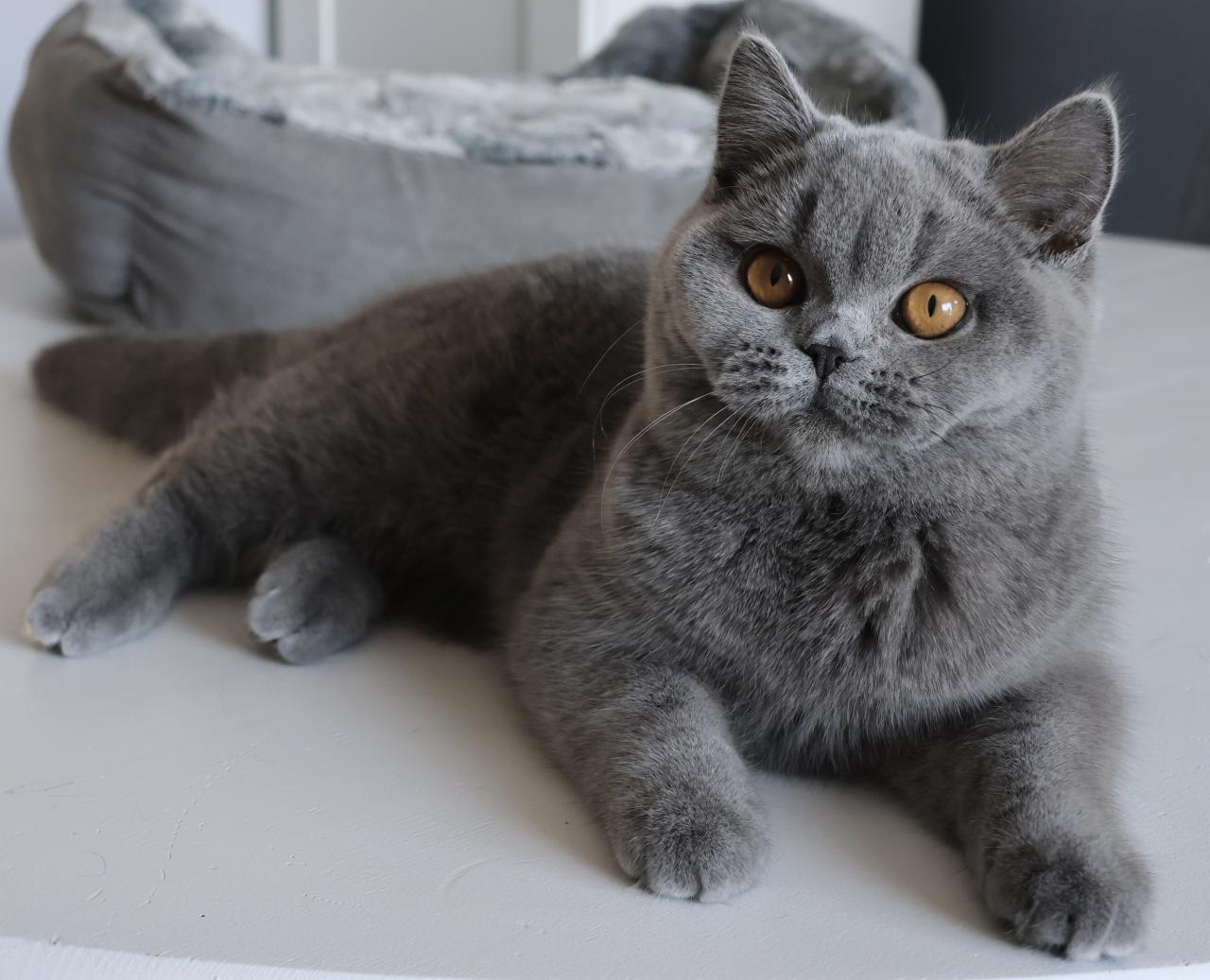 British shorthair