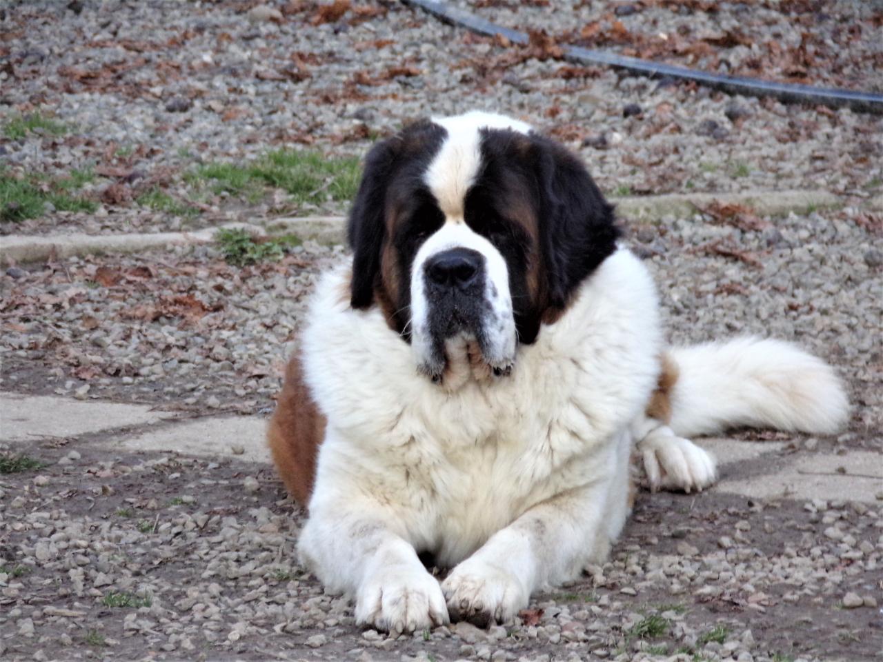 Saint-bernard poil long