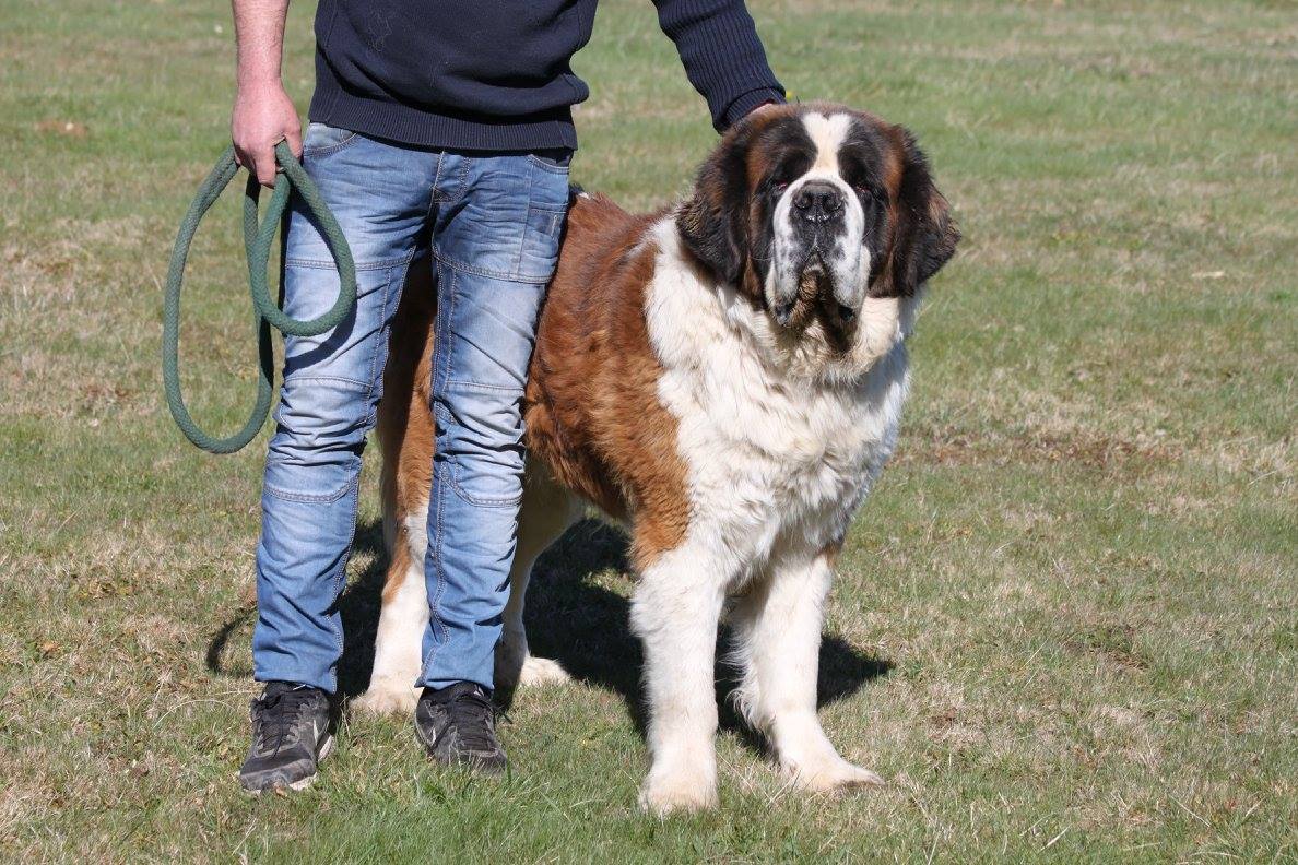 Saint-bernard poil long