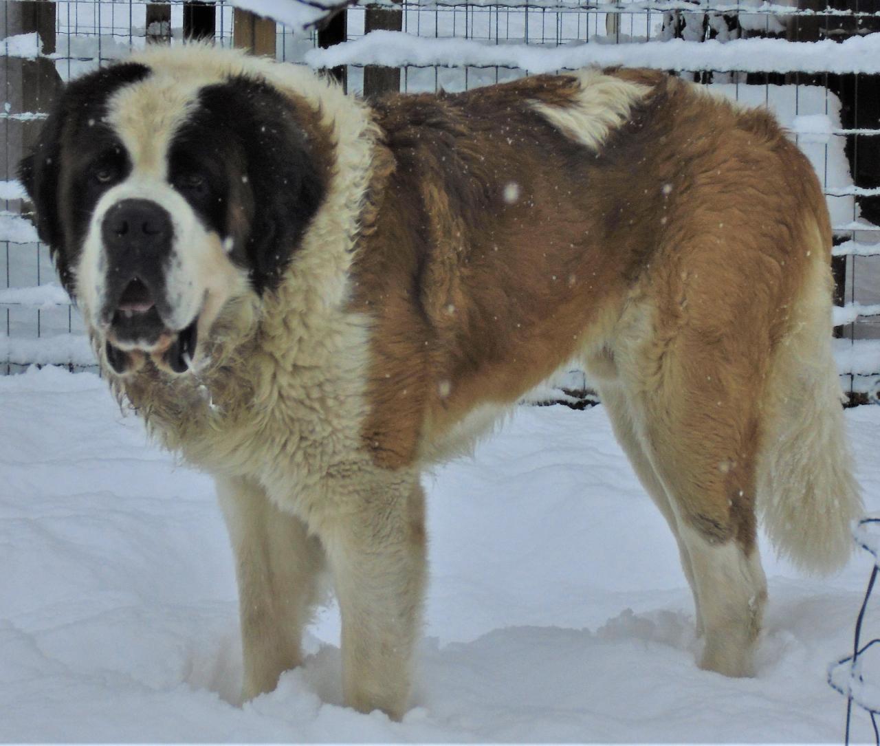 Saint-bernard poil long