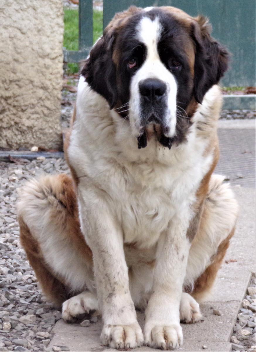 Saint-bernard poil long