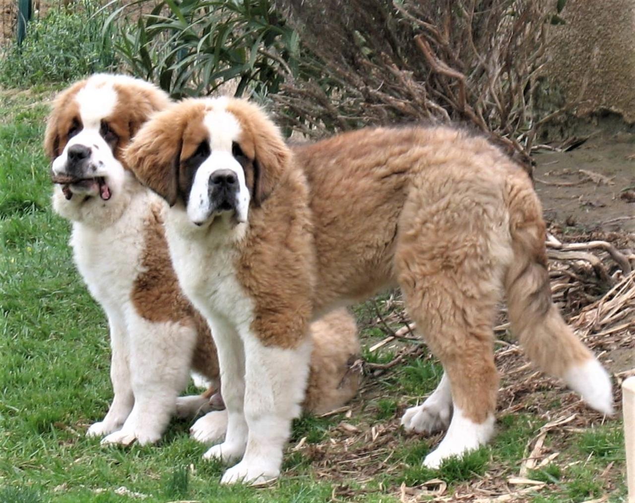 Saint-bernard poil long