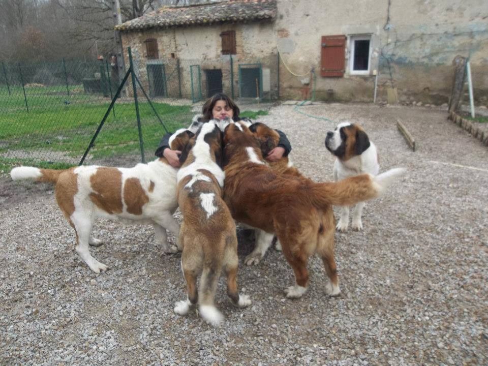 Saint-bernard poil long