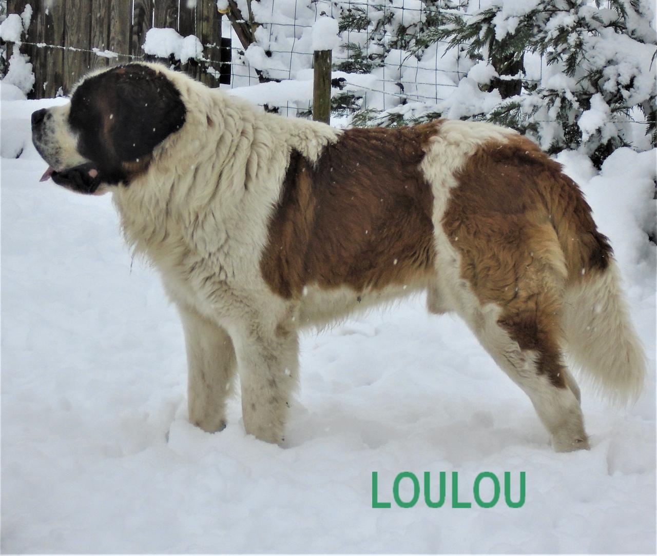 Saint-bernard poil long