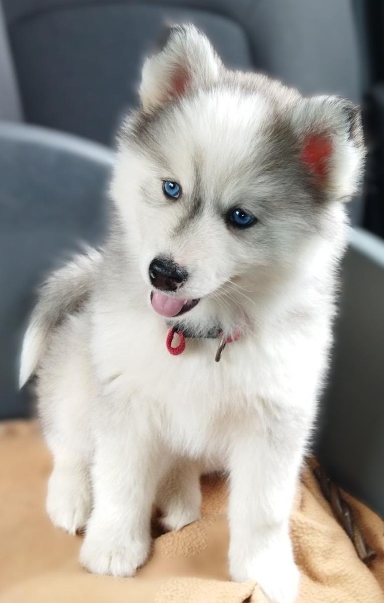 Pomsky