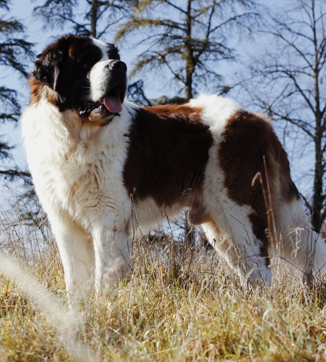 Saint-bernard poil long