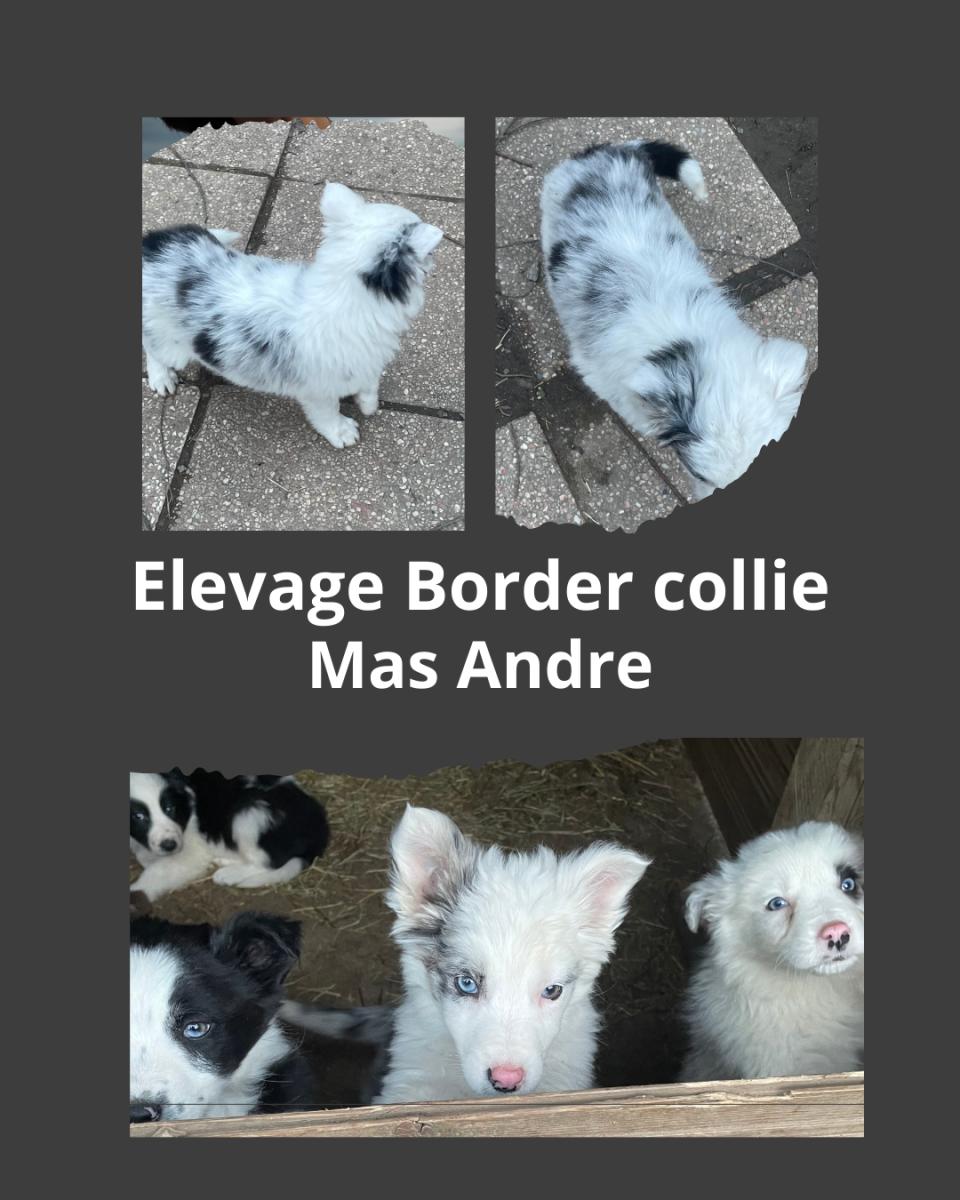 Border collie