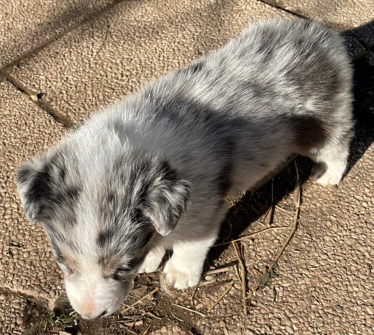 Border collie