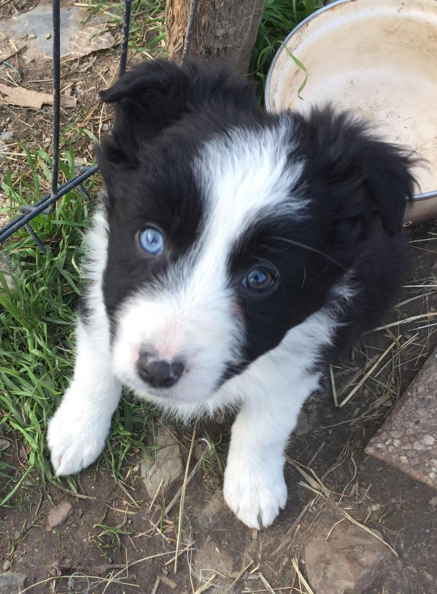 Border collie