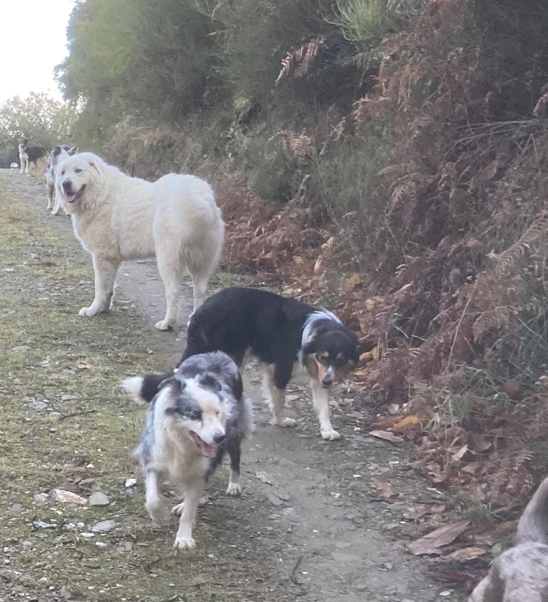 Border collie