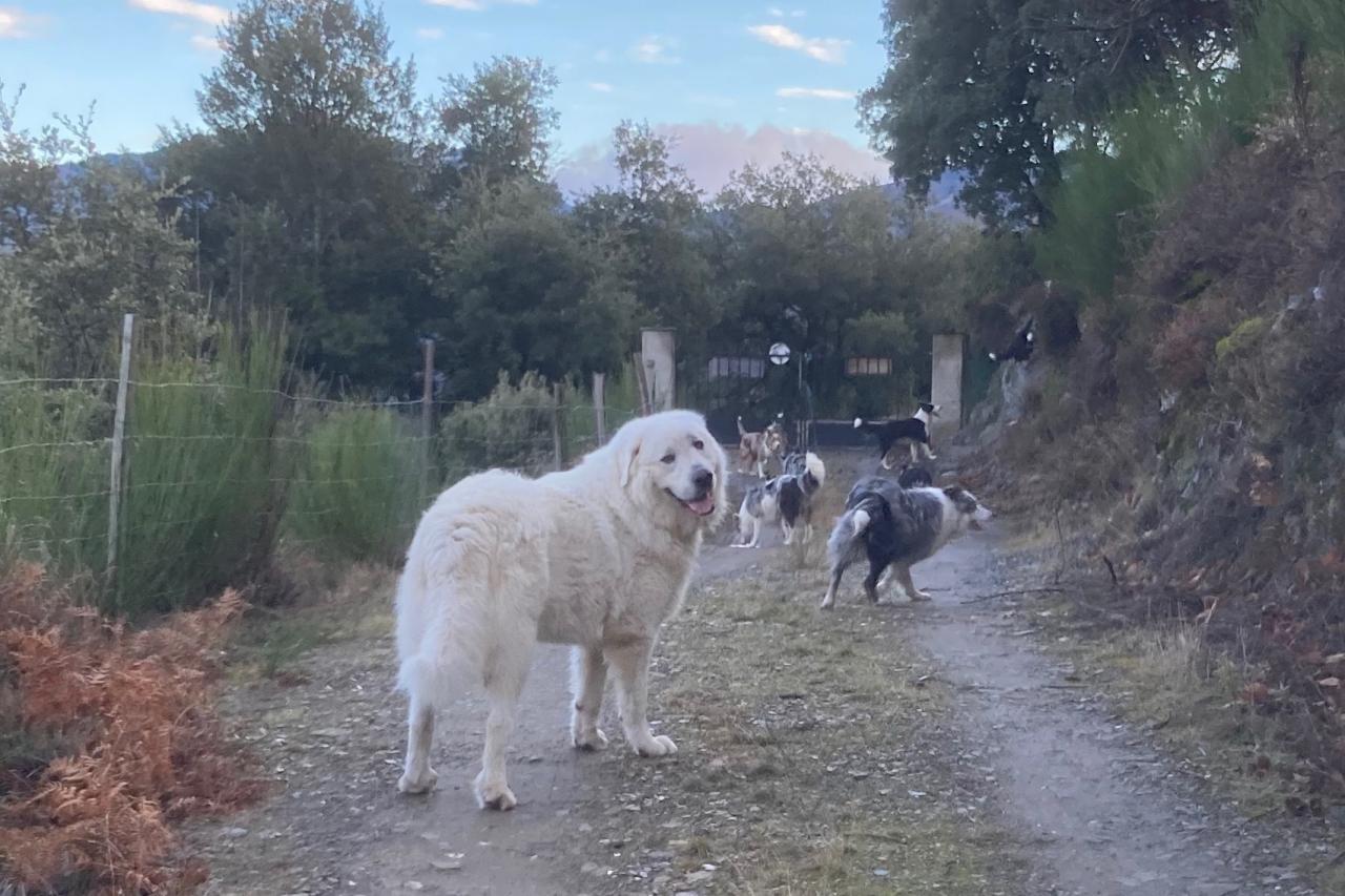 Border collie