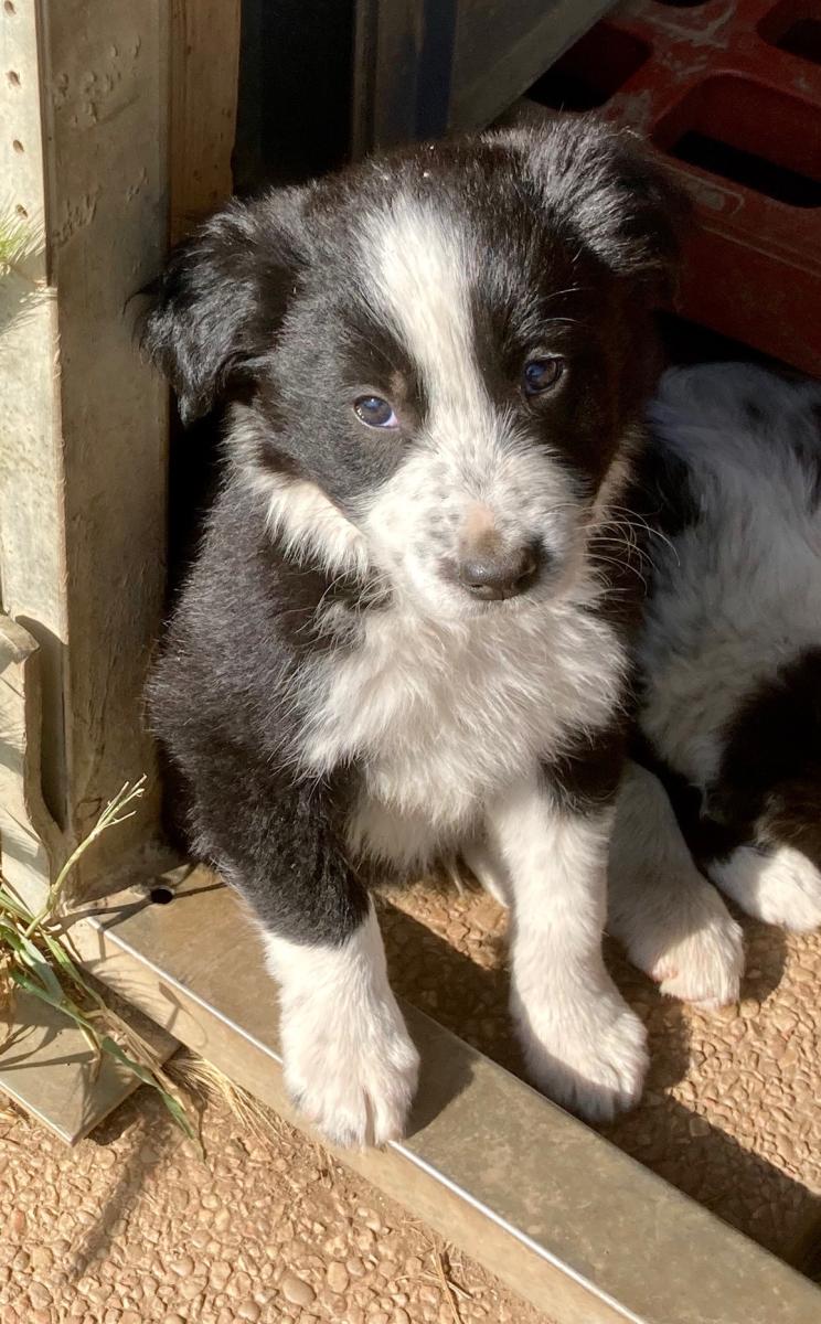 Border collie