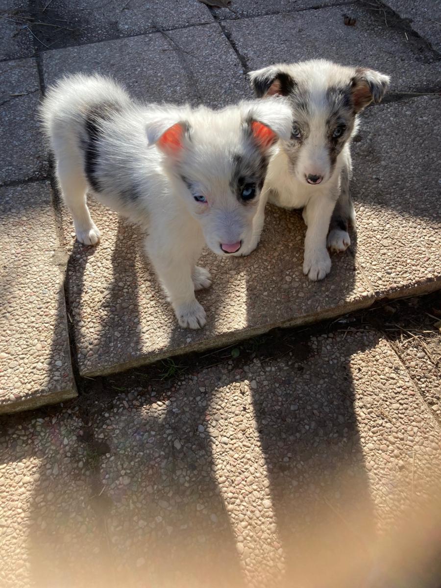 Border collie