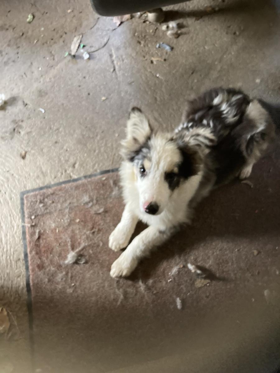 Border collie