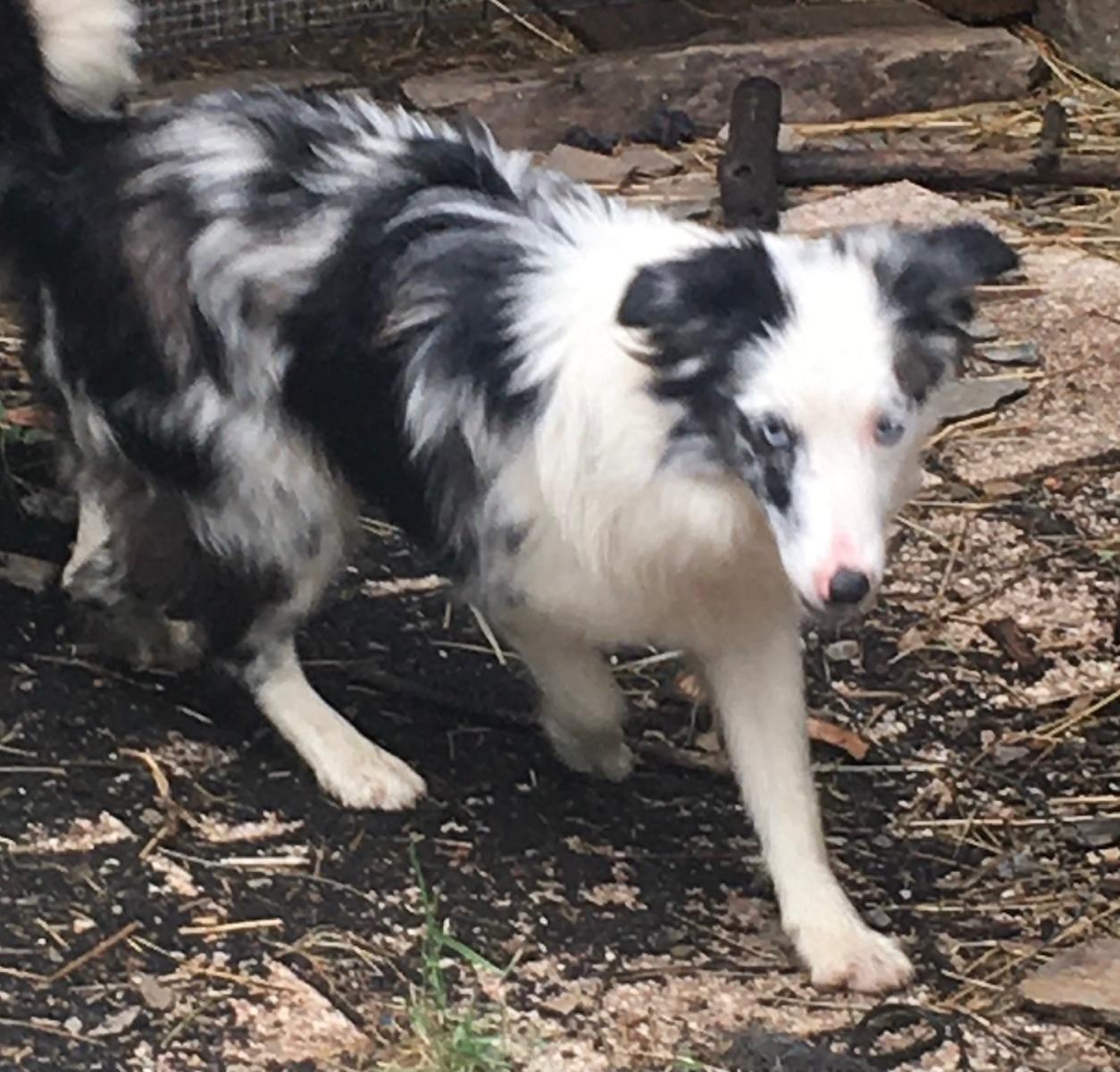 Border collie