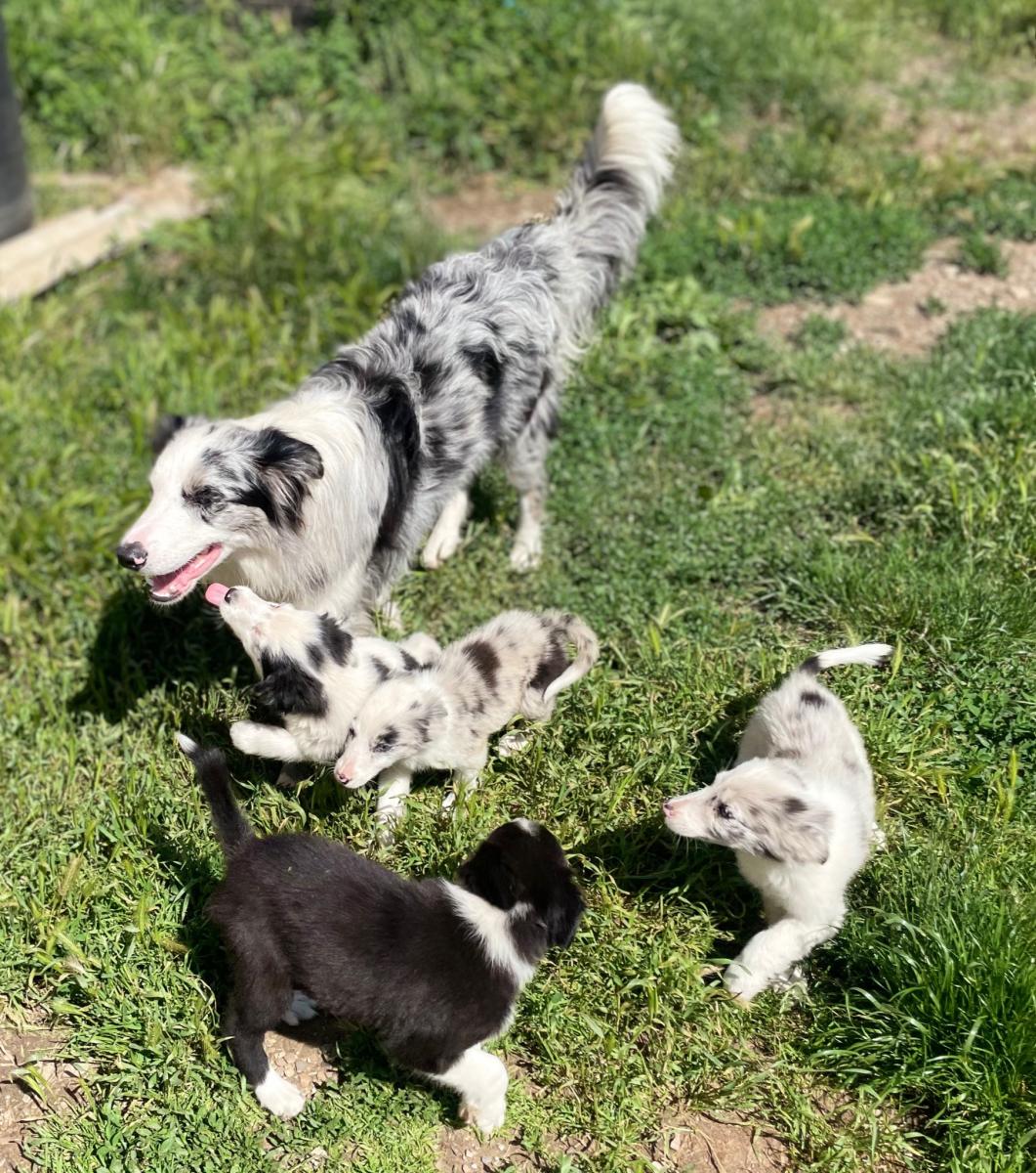 Border collie