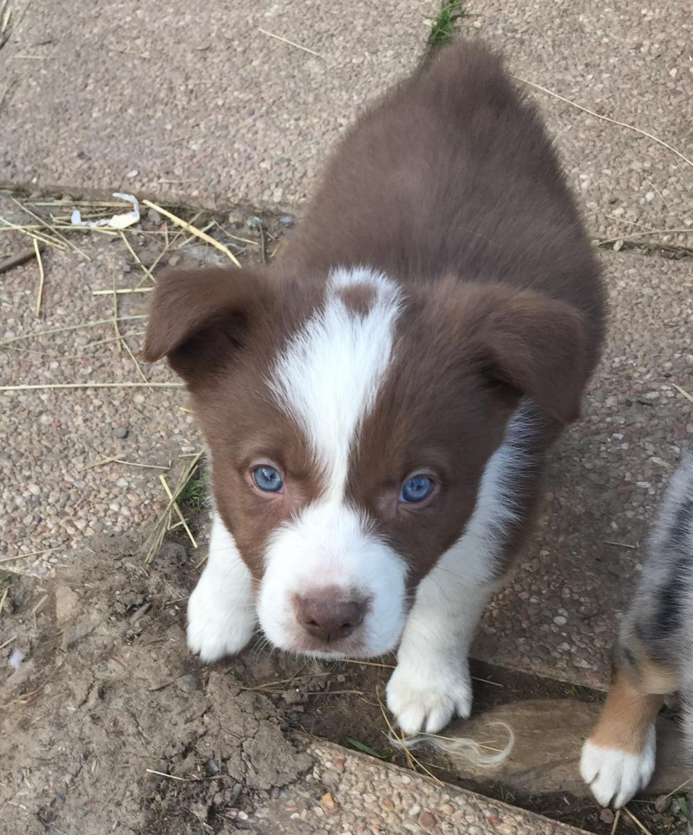 Border collie