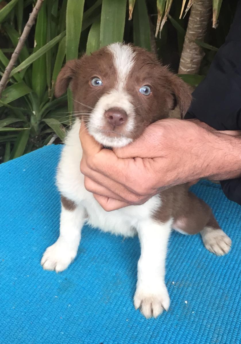 Border collie