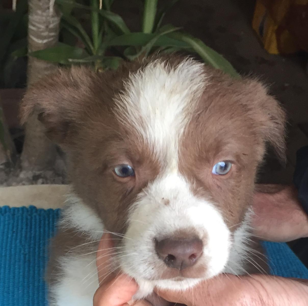 Border collie