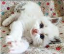 Chaton Ragdoll de la chatterie des chocoblue