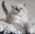 Chaton Ragdoll de la chatterie des chocoblue