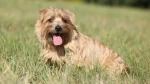 fiche de race du Norfolk terrier