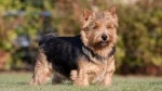 fiche de race du Norwich terrier