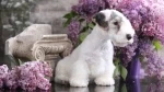 fiche de race du Sealyham terrier