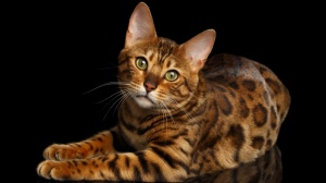 Princess Bengal, levage de Bengal