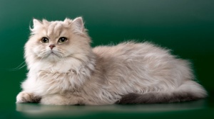 Cat's Cradle, levage de British Longhair