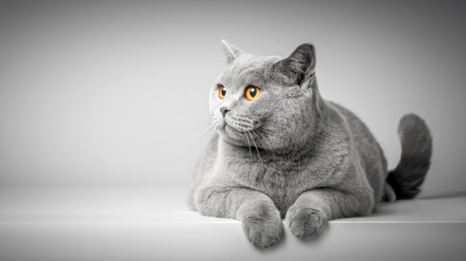 Prix D Un British Shorthair De Race