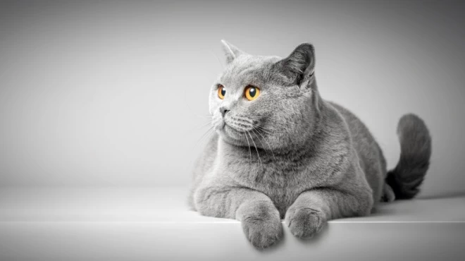 British Shorthair Origine Description Caracteristiques Education Prix Sante Elevages Petites Annonces Standard De Race Et Photos