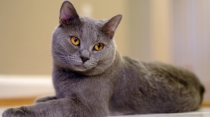 Crespin.yvette@bbox.fr, levage de Chartreux