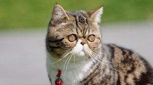 Des Laines Blanches, levage d'Exotic Shorthair